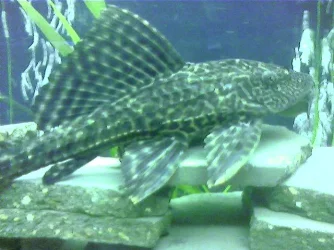 Plec1.webp