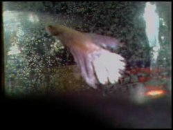 96265218_306474333_0.jpeg 96265218_306474333_0.jpeg