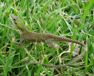 Lizard.webp
