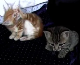 fiddy_and_ginger_kittens.webp