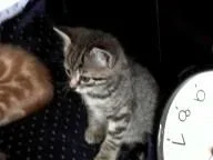 kitten_ginger.webp