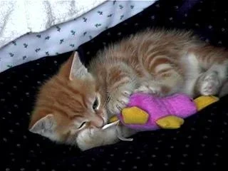 fiddy_with_toy.webp