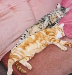 ginger_and_fiddy_sleeping.webp