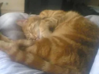 fiddy_sleeping.webp