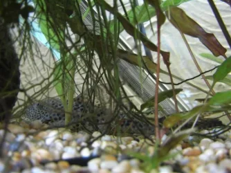 PIC_0042.webp