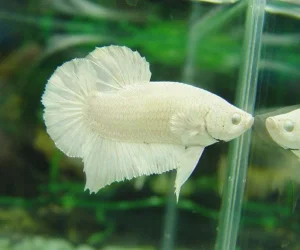 White_Betta.webp