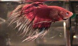 Rascal8.jpg Rascal8.jpg