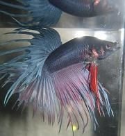 summer06145.jpg summer06145.jpg