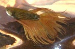 post_13834_1154690218.jpg post_13834_1154690218.jpg