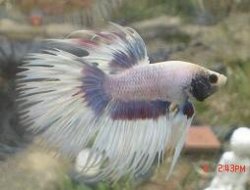 post_16330_1153415909.jpg post_16330_1153415909.jpg