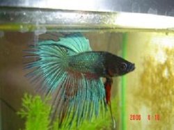 fabes1.jpg fabes1.jpg