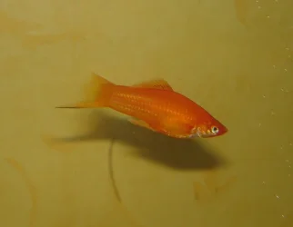 Aquarium_Pic_200a.webp
