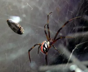 juvenile_black_widow.webp