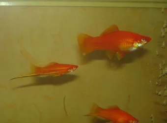 Aquarium_Pic_205b.webp