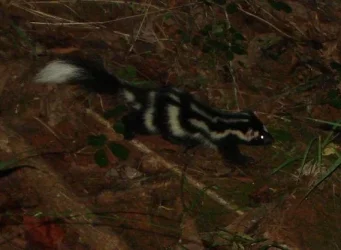 Skunk1.webp