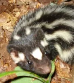 Skunk3.webp