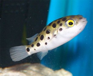 puffer.jpg puffer.jpg