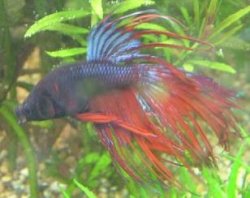 dafchase.JPG dafchase.JPG