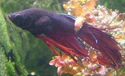 shrunk_betta.JPG shrunk_betta.JPG