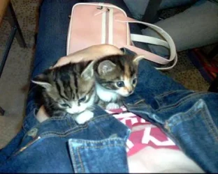 3weeks_old.webp