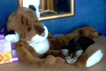 heidi_and_teddy.webp