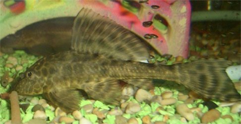 sailfin.jpg sailfin.jpg