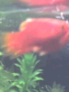 poorly_fish.jpg