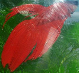 unnamed2small.jpg unnamed2small.jpg