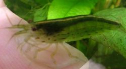 shrimpmani.3.JPG shrimpmani.3.JPG