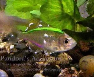 Glass_fish.webp