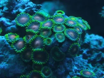 zoanthus.webp zoanthus.webp