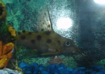 Dsc00003.webp