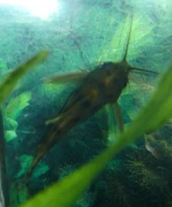 Dsc00010.webp