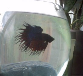 IMAG0032.JPG IMAG0032.JPG