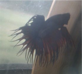 IMAG0077.JPG IMAG0077.JPG