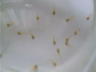 Picture_37.webp