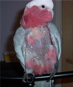 magicfeather1509.webp magicfeather1509.webp