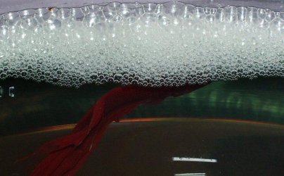 bubbles.JPG bubbles.JPG