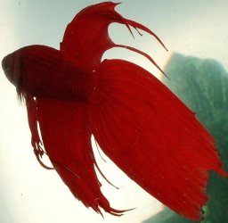 badboy.JPG badboy.JPG