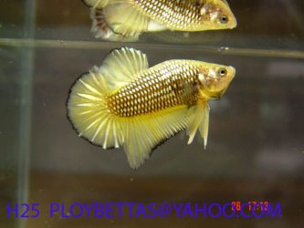 Gold_Betta.jpg Gold_Betta.jpg