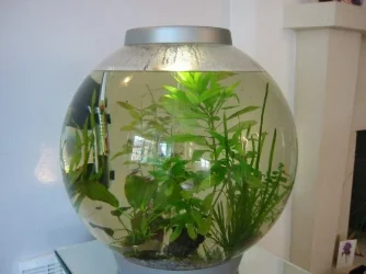 fishies_shrink.webp