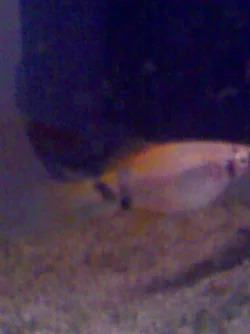25082006049.webp