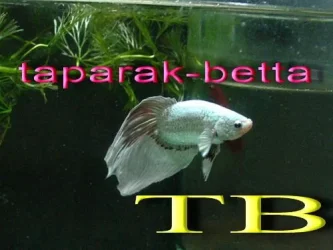 fwbettashm1156565437.webp