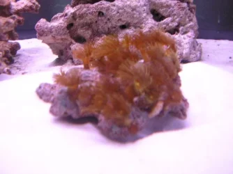 myfirstpolyp.webp