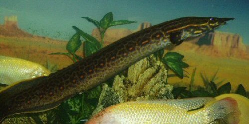 FIRE_EEL.jpg FIRE_EEL.jpg
