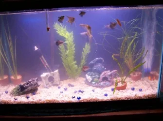 tank.webp