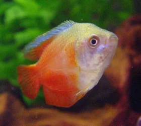 DSC02731c.webp