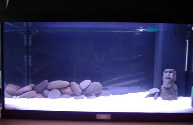 aquarium.JPG aquarium.JPG