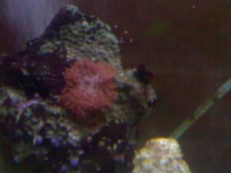 coral.JPG coral.JPG