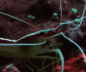 cleanershrimpsmall.webp